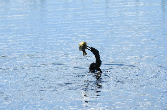 Anhinga with lunch