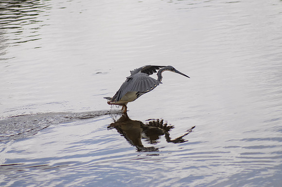 Tri-colored Heron