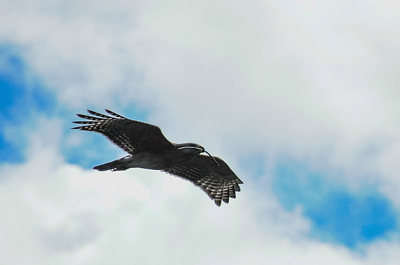 Hawk