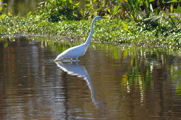 Egret
