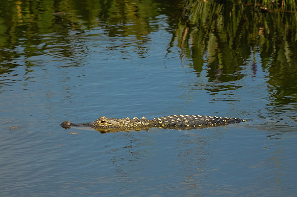 Alligator