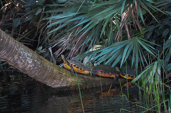 Turtles in the sun