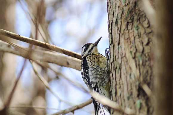 yellow-bellied sap-sucker