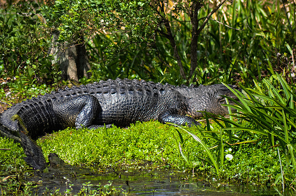 alligator (large)