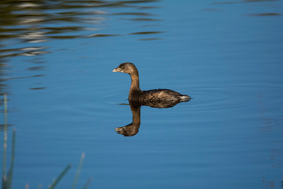 Pied Billed Grieb