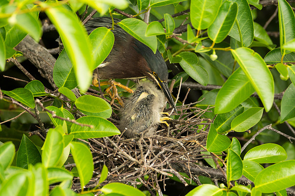 20170417_Wakodahatchee-3