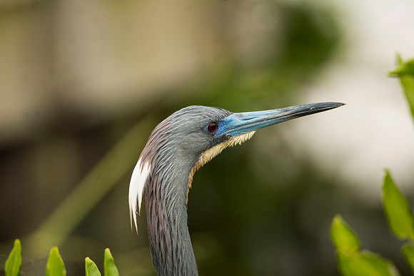 20170417_Wakodahatchee-89