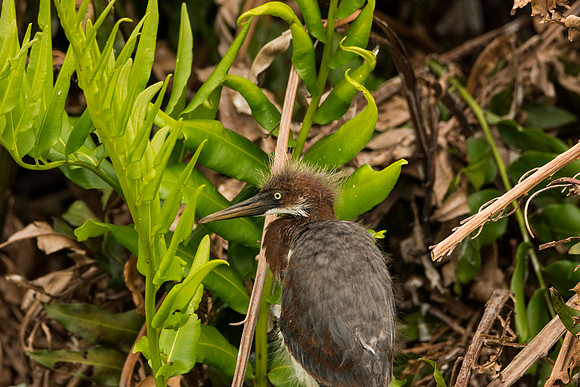 20170417_Wakodahatchee-165