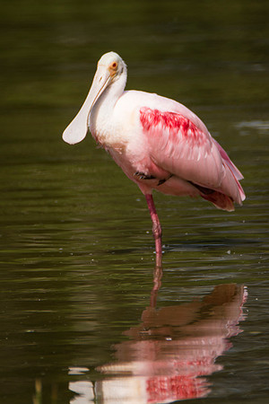 roseate spoonbill