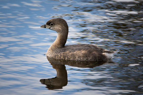pied billed grebe