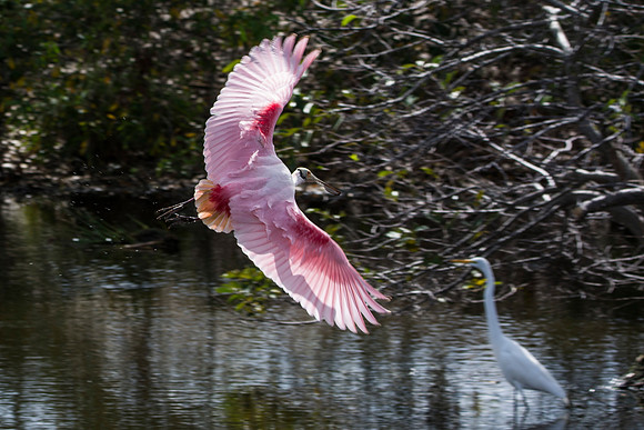 Roseate Spoonbill