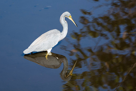 tri-color heron