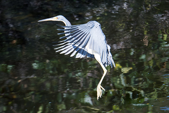 tri-color heron