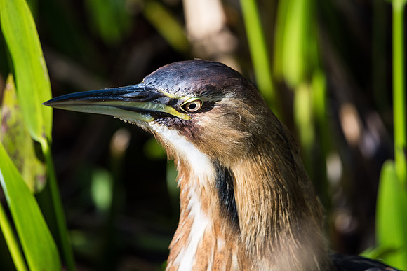 American Bittern