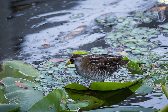Sora