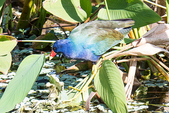 Purple Gallinule