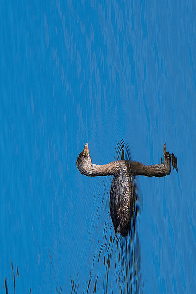 Pied billed Grebe