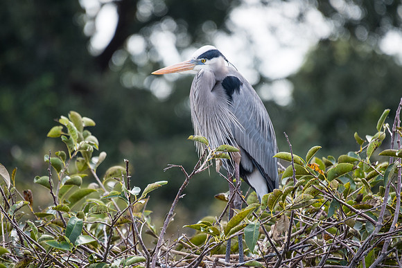 Great Blue Heron