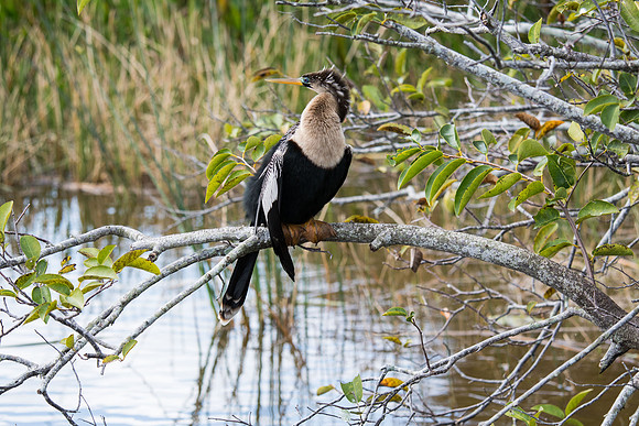 Anhinga