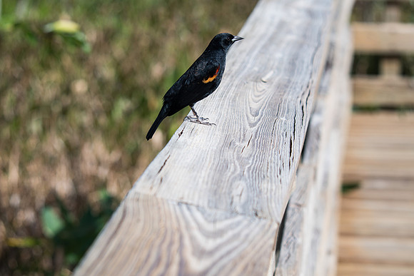 Red-Winged Blackbird