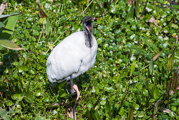 Wood Stork