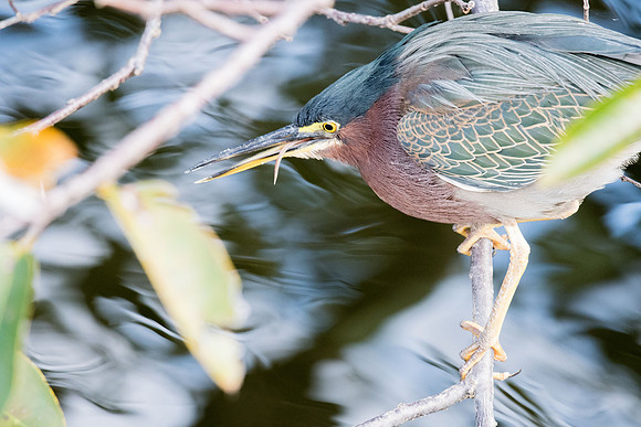 Green Heron eating - see tail sticking out