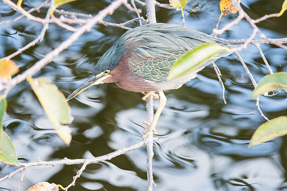 Green Heron