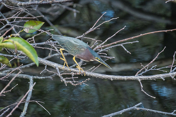 Green Heron