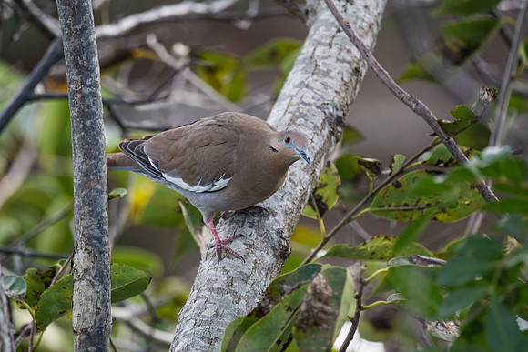 Mourning Dove