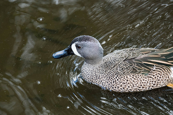 Blue Winged Teal (Duck)