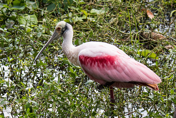 Roseate Spoonbill