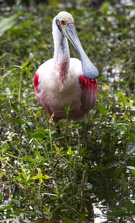 Roseate Spoonbill