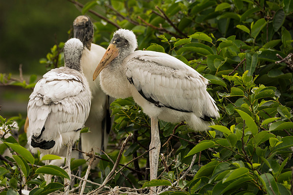 Baby Wood Storks