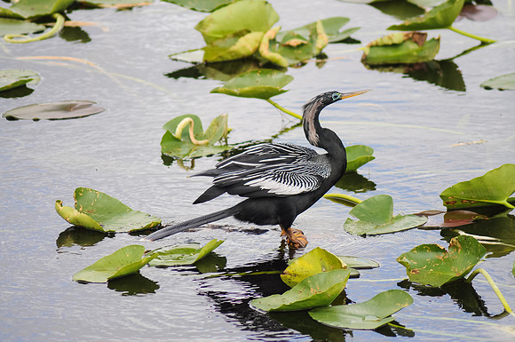 Anhinga