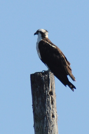 Osprey