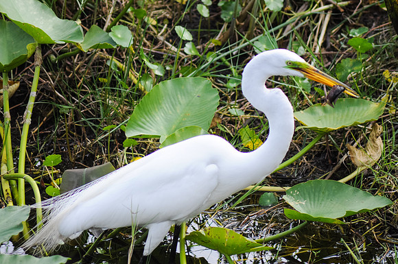 Egret with lunch