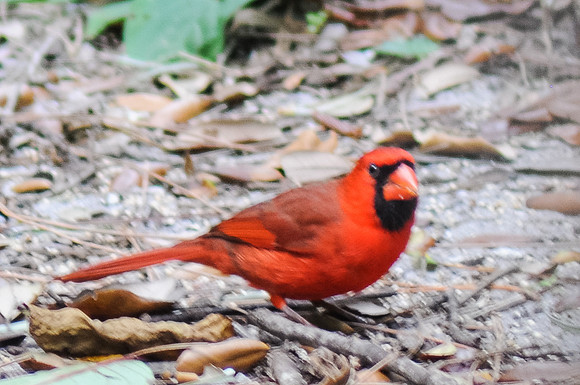 Northern Cardinal