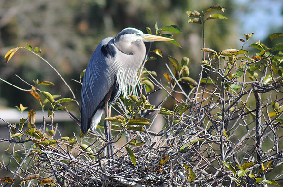 Great Blue Heron