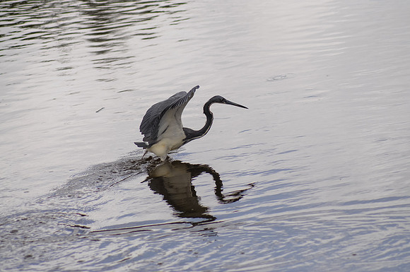 Tri-colored Heron