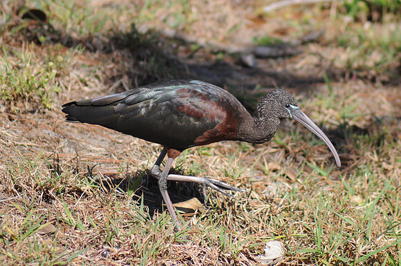 Glossy Ibis