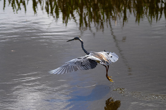 Tri-colored Heron