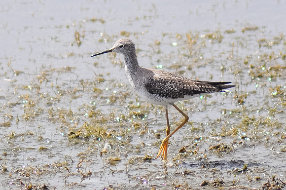 Greater Yellowlegs