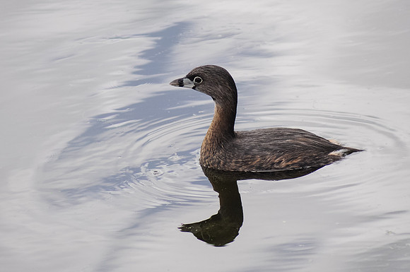 pied-billed grebe