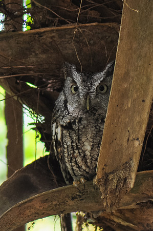 screech-owl