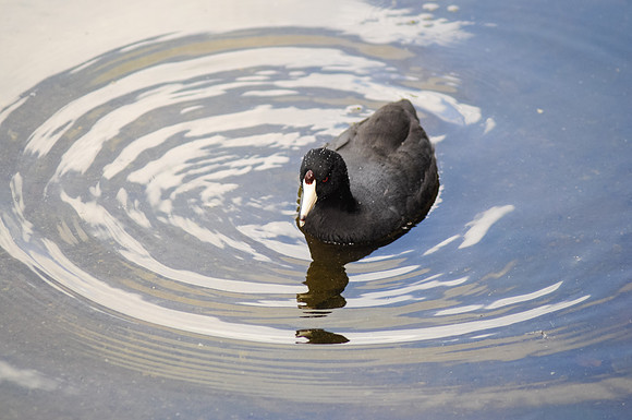 coot