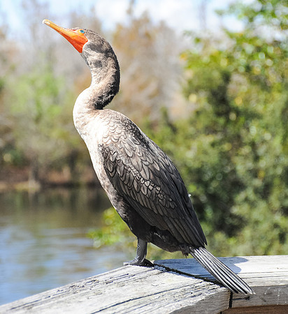 Double-crested Cormorant