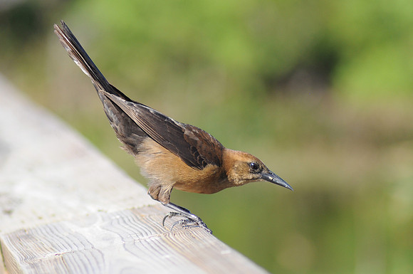 female boat tailed grackle