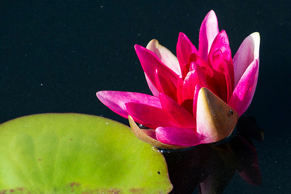 hardy waterlilly