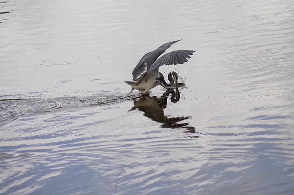 Tri-colored Heron striking