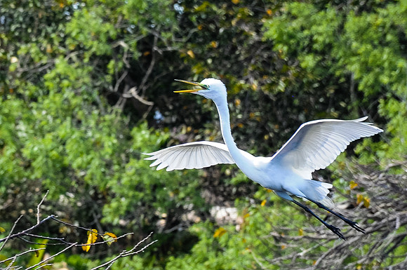 Egret